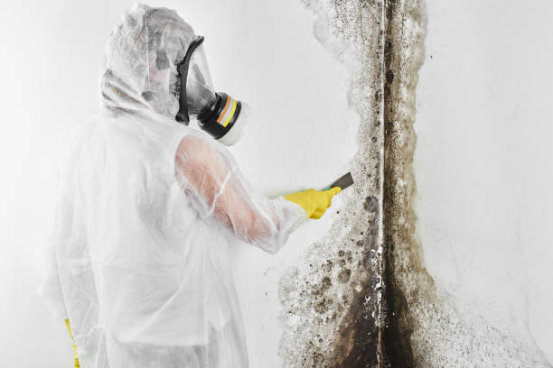 Best DIY Mold Remediation Support Services in Christmas, FL