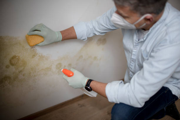 Best Attic Mold Remediation in Christmas, FL